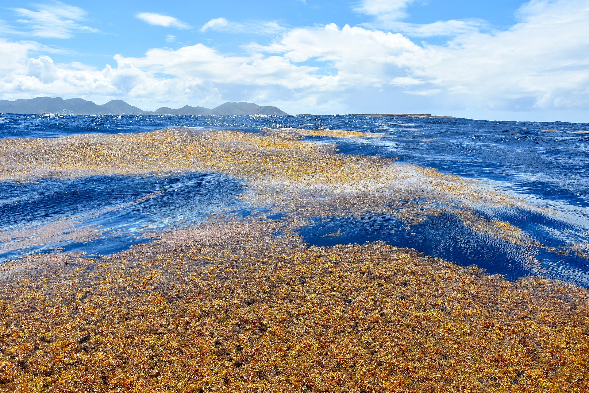 « Avant, c’était le paradis » : en Martinique, l’enfer des sargasses « Avant, c’était le paradis » : en Martinique, l’enfer des sargasses